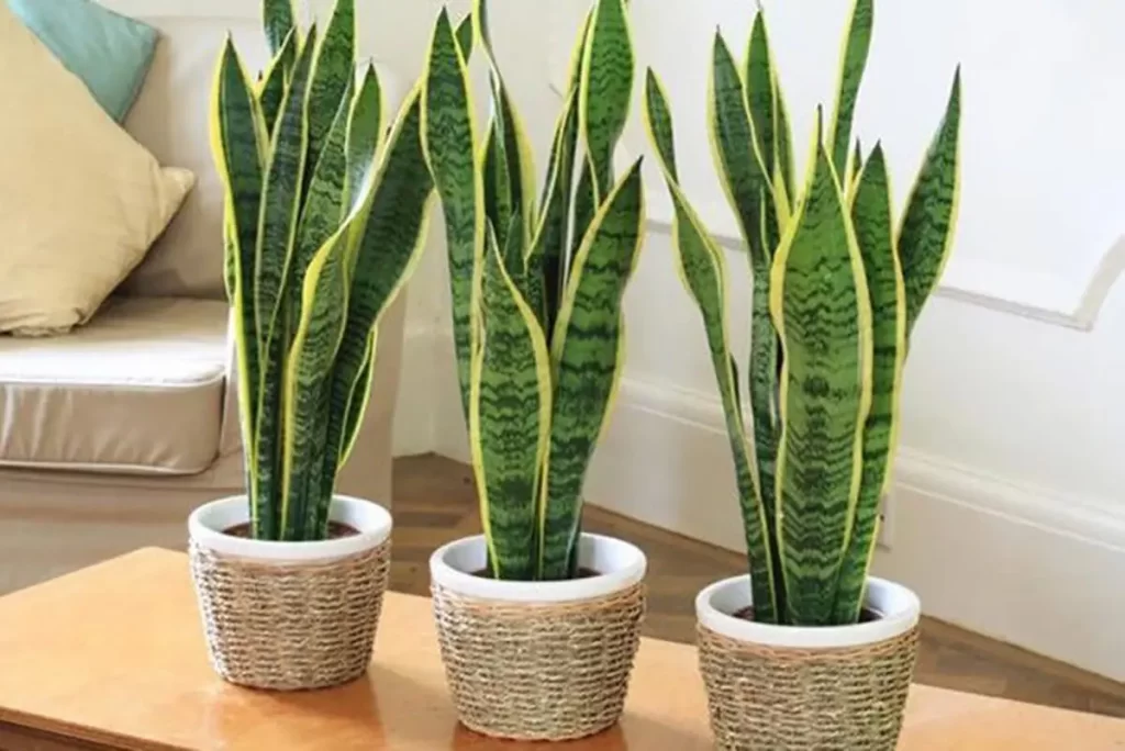 plantas de apartamento