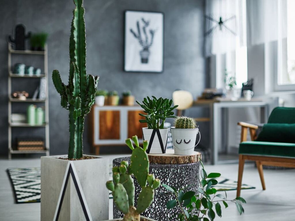 plantas que ficam bem em apartamento